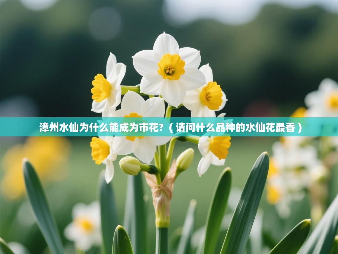 漳州水仙为什么能成为市花?  ( 请问什么品种的水仙花最香 )