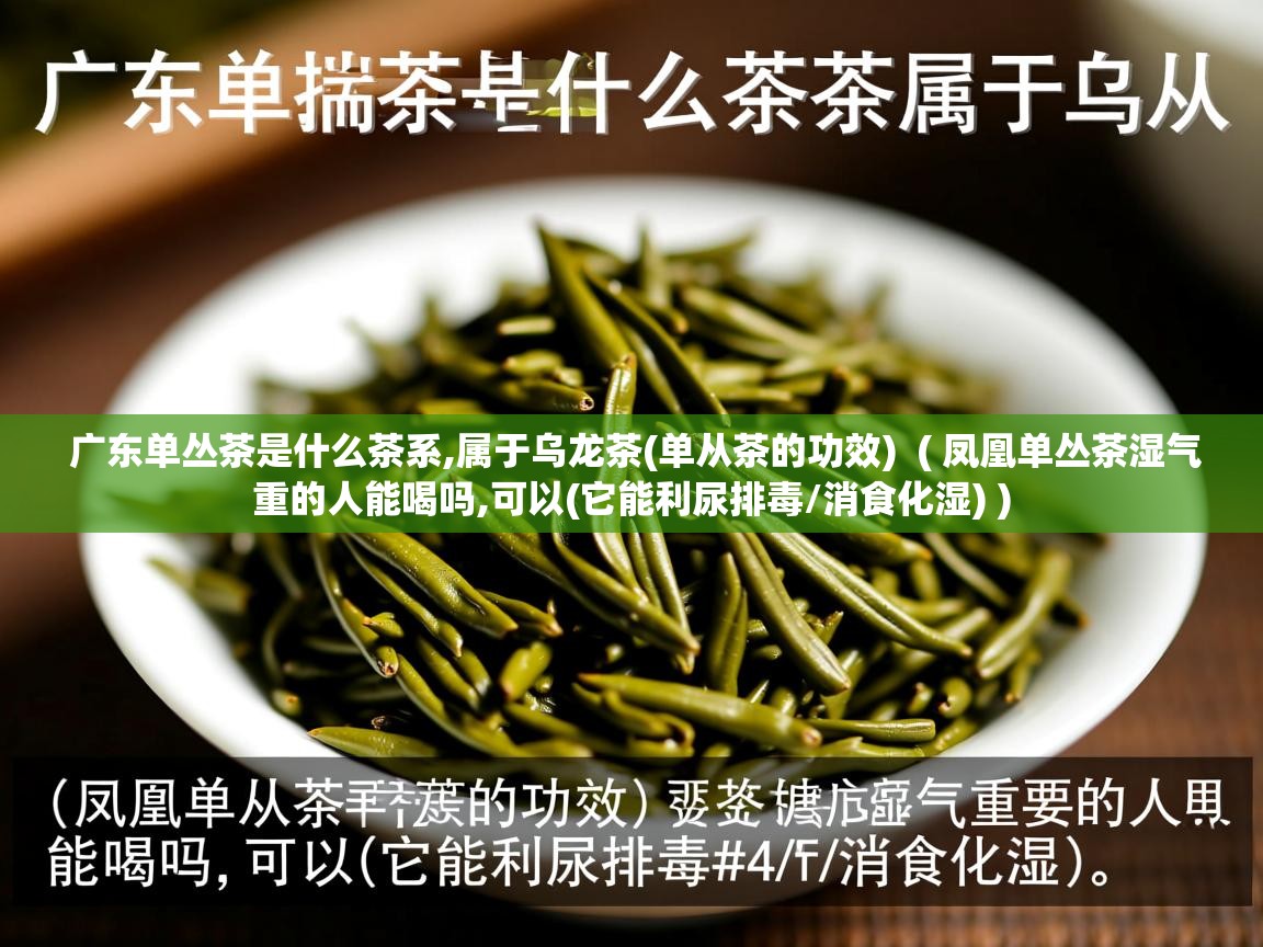  广东单丛茶是什么茶系,属于乌龙茶(单从茶的功效)  ( 凤凰单丛茶湿气重的人能喝吗,可以(它能利尿排毒/消食化湿) )