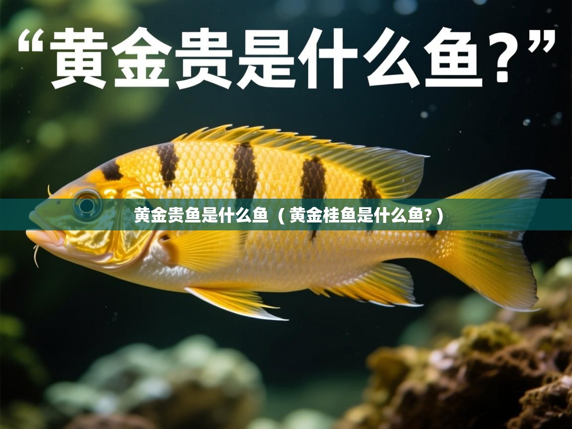  黄金贵鱼是什么鱼  ( 黄金桂鱼是什么鱼? )