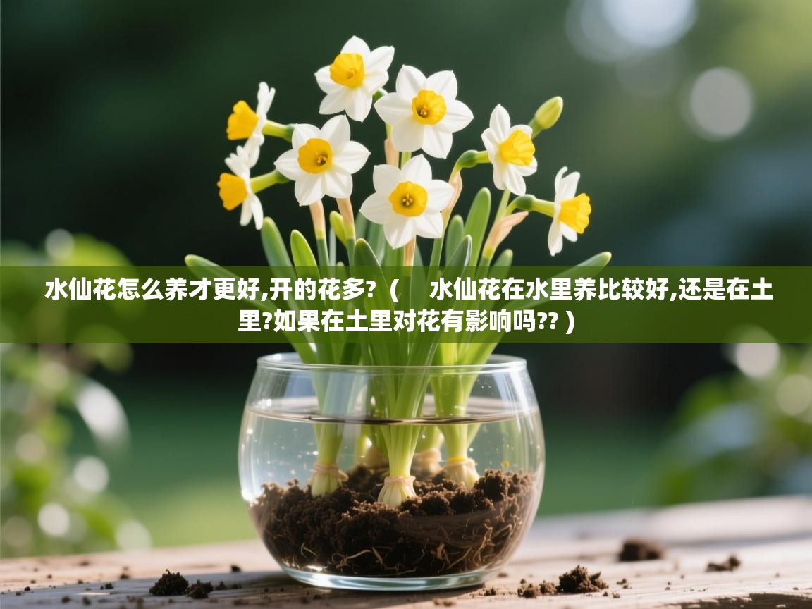  水仙花怎么养才更好,开的花多?  ( 　水仙花在水里养比较好,还是在土里?如果在土里对花有影响吗?? )