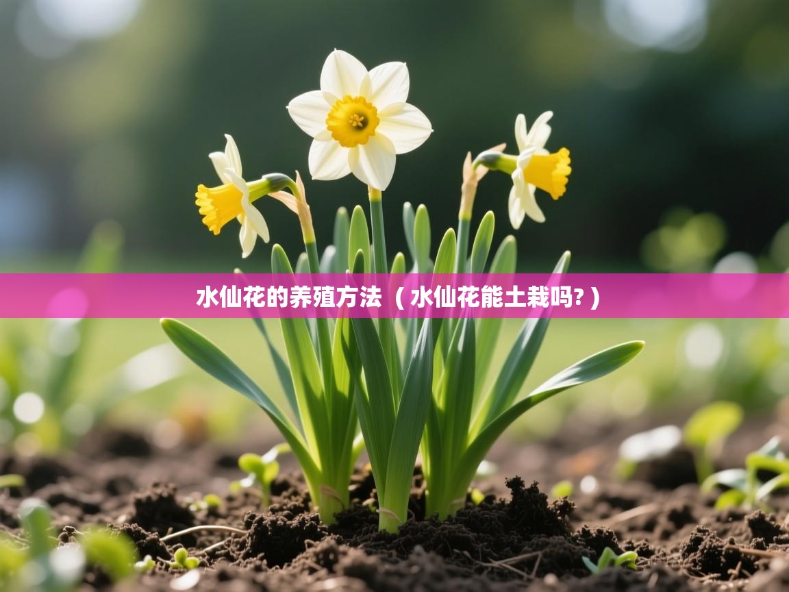  水仙花的养殖方法  ( 水仙花能土栽吗? )