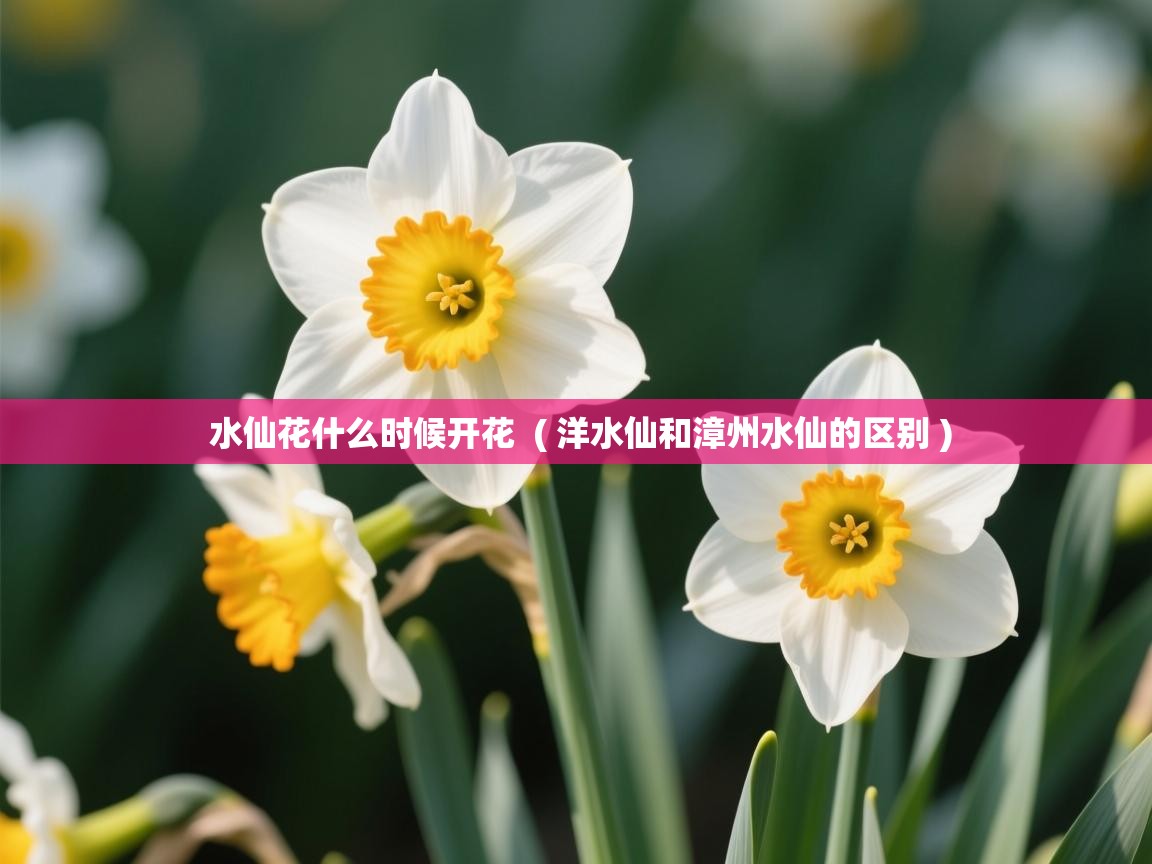  水仙花什么时候开花  ( 洋水仙和漳州水仙的区别 )