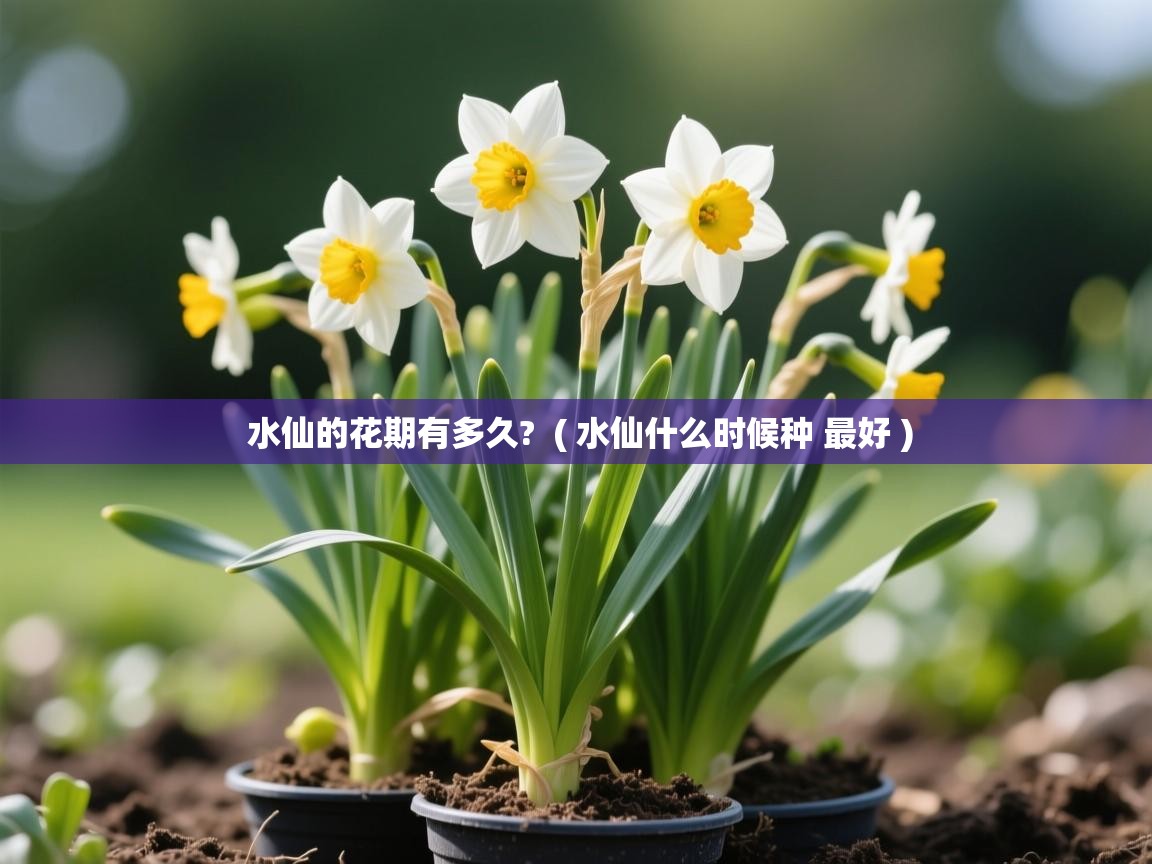  水仙的花期有多久?  ( 水仙什么时候种 最好 )