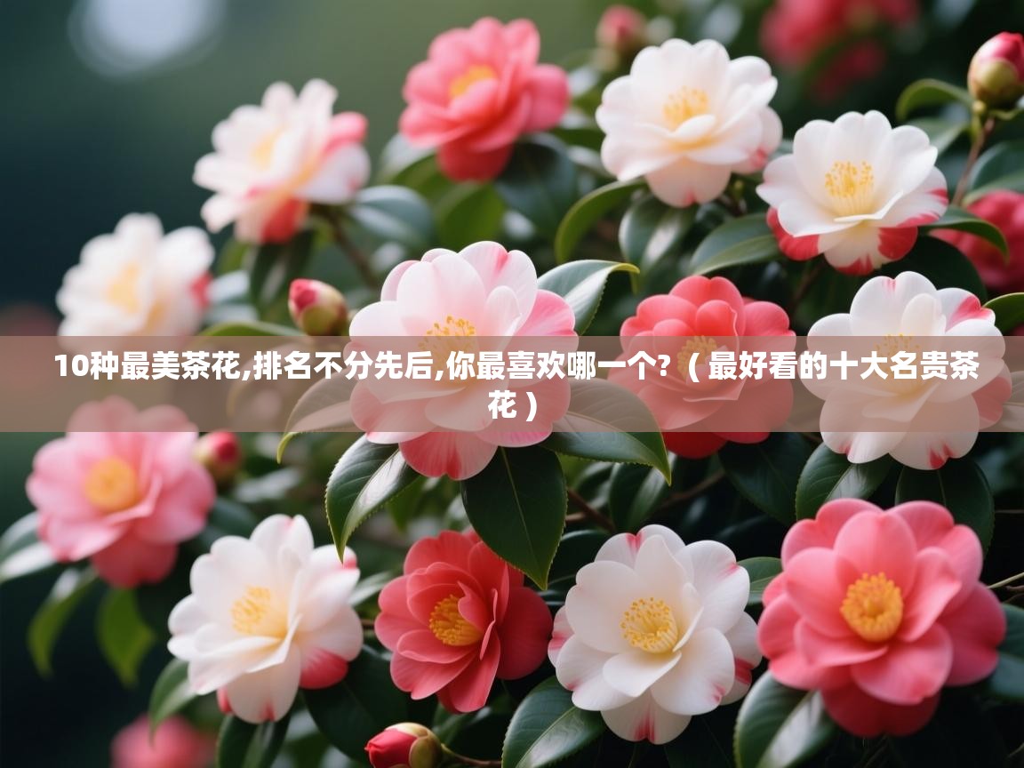 10种最美茶花,排名不分先后,你最喜欢哪一个? ( 最好看的十大名贵茶花 ) 10种最美茶花,排名不分先后,你最喜欢哪一个? ( 最好看的十大名贵茶花 )