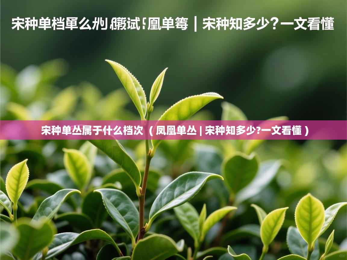 宋种单丛属于什么档次  ( 凤凰单丛 | 宋种知多少?一文看懂 )