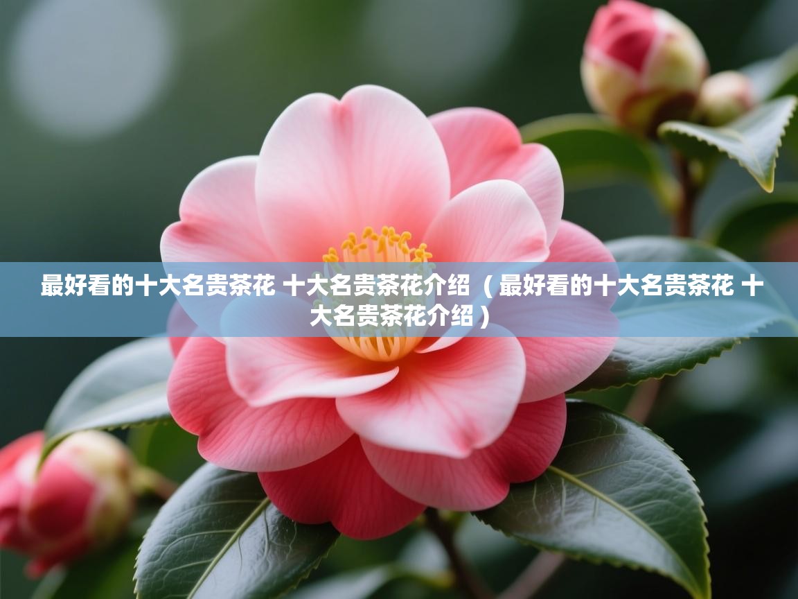  最好看的十大名贵茶花 十大名贵茶花介绍  ( 最好看的十大名贵茶花 十大名贵茶花介绍 )