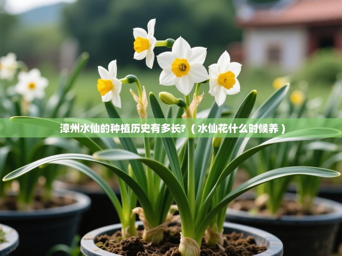  漳州水仙的种植历史有多长?  ( 水仙花什么时候养 )