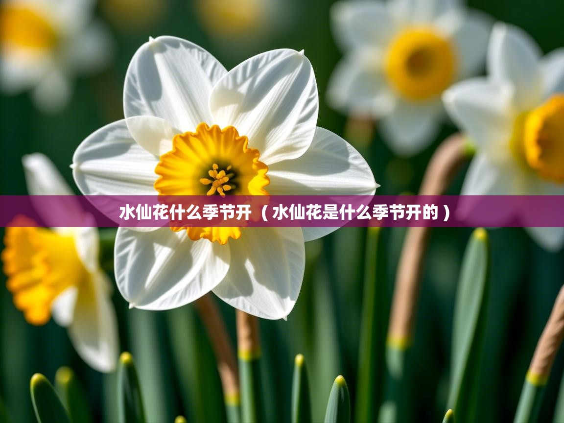  水仙花什么季节开  ( 水仙花是什么季节开的 )