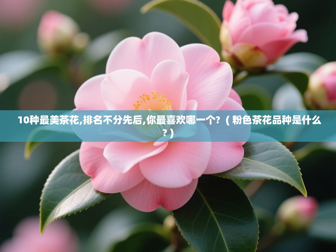 10种最美茶花,排名不分先后,你最喜欢哪一个? ( 粉色茶花品种是什么? ) 10种最美茶花,排名不分先后,你最喜欢哪一个? ( 粉色茶花品种是什么? )