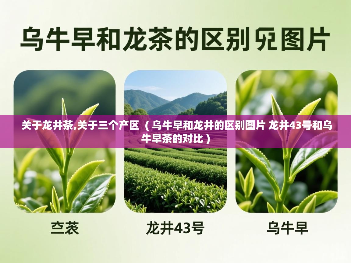  关于龙井茶,关于三个产区  ( 乌牛早和龙井的区别图片 龙井43号和乌牛早茶的对比 )