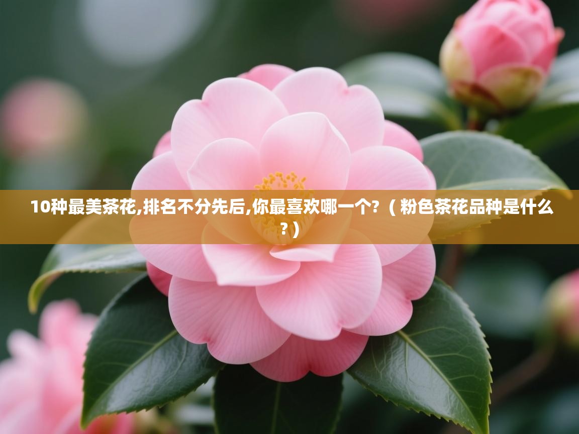  10种最美茶花,排名不分先后,你最喜欢哪一个?  ( 粉色茶花品种是什么? )