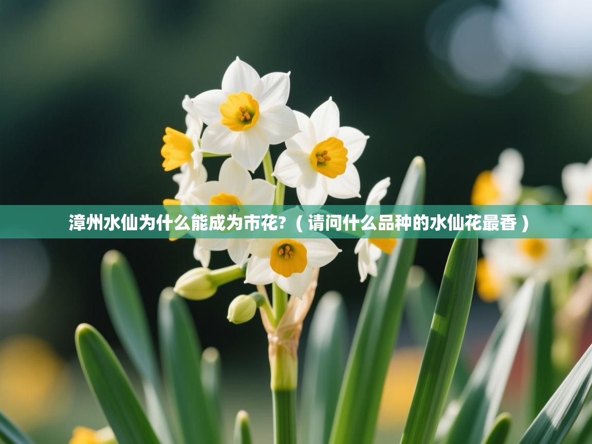  漳州水仙为什么能成为市花?  ( 请问什么品种的水仙花最香 )