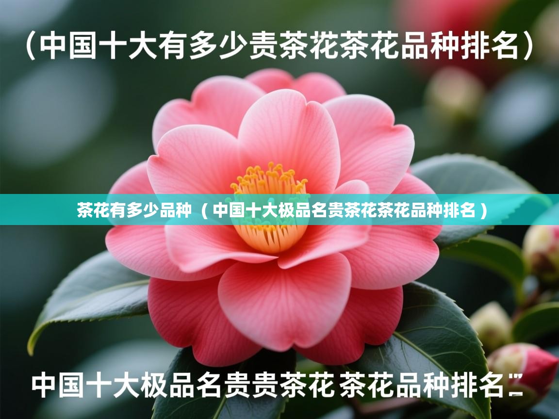 茶花有多少品种  ( 中国十大极品名贵茶花茶花品种排名 )  茶花有多少品种  ( 中国十大极品名贵茶花茶花品种排名 )
