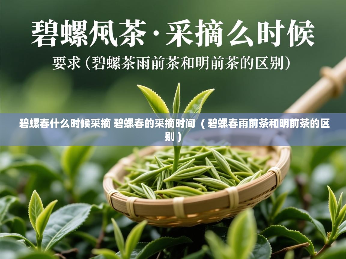  碧螺春什么时候采摘 碧螺春的采摘时间  ( 碧螺春雨前茶和明前茶的区别 )