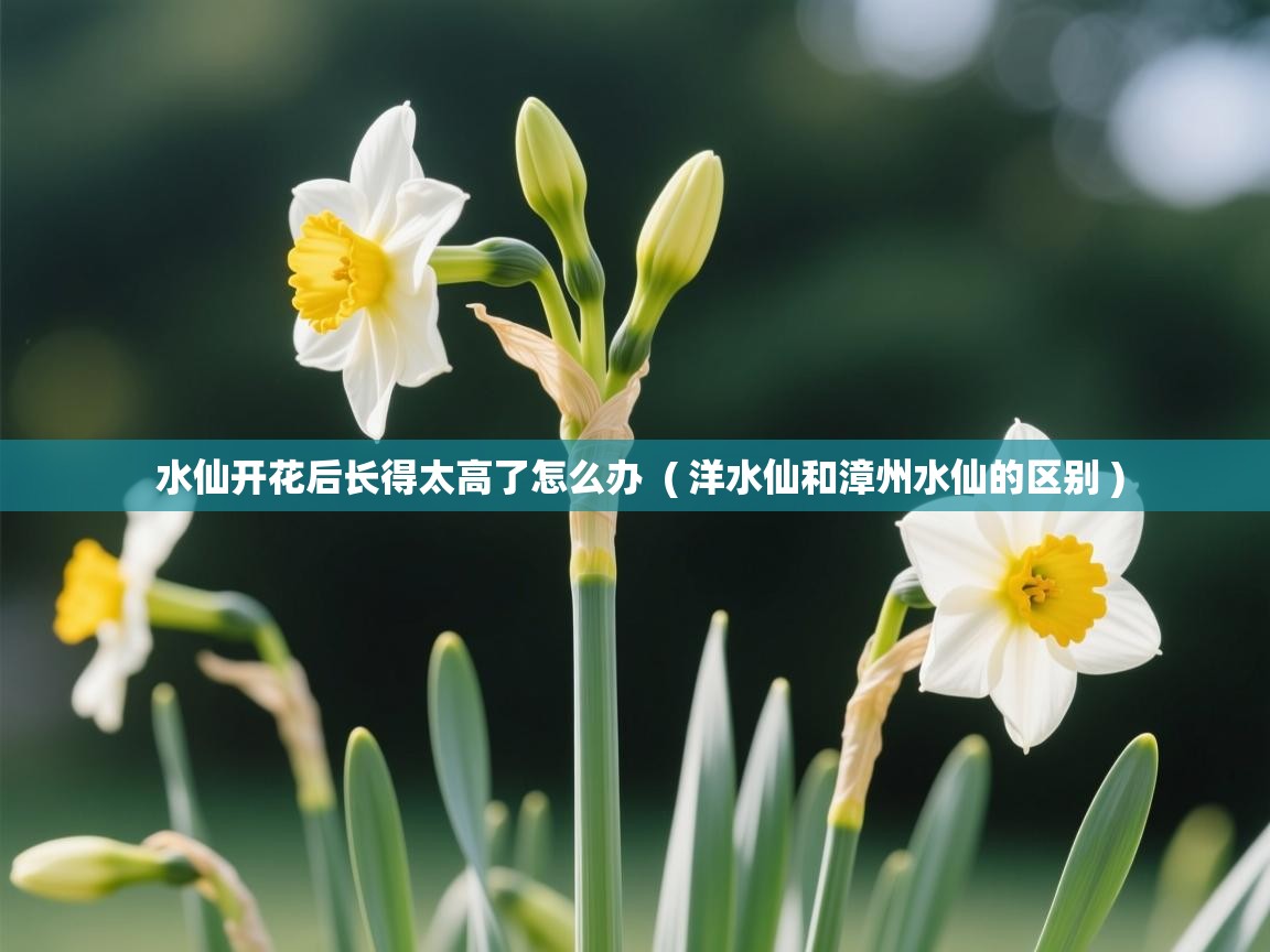  水仙开花后长得太高了怎么办  ( 洋水仙和漳州水仙的区别 )