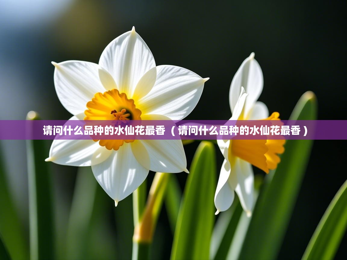  请问什么品种的水仙花最香  ( 请问什么品种的水仙花最香 )