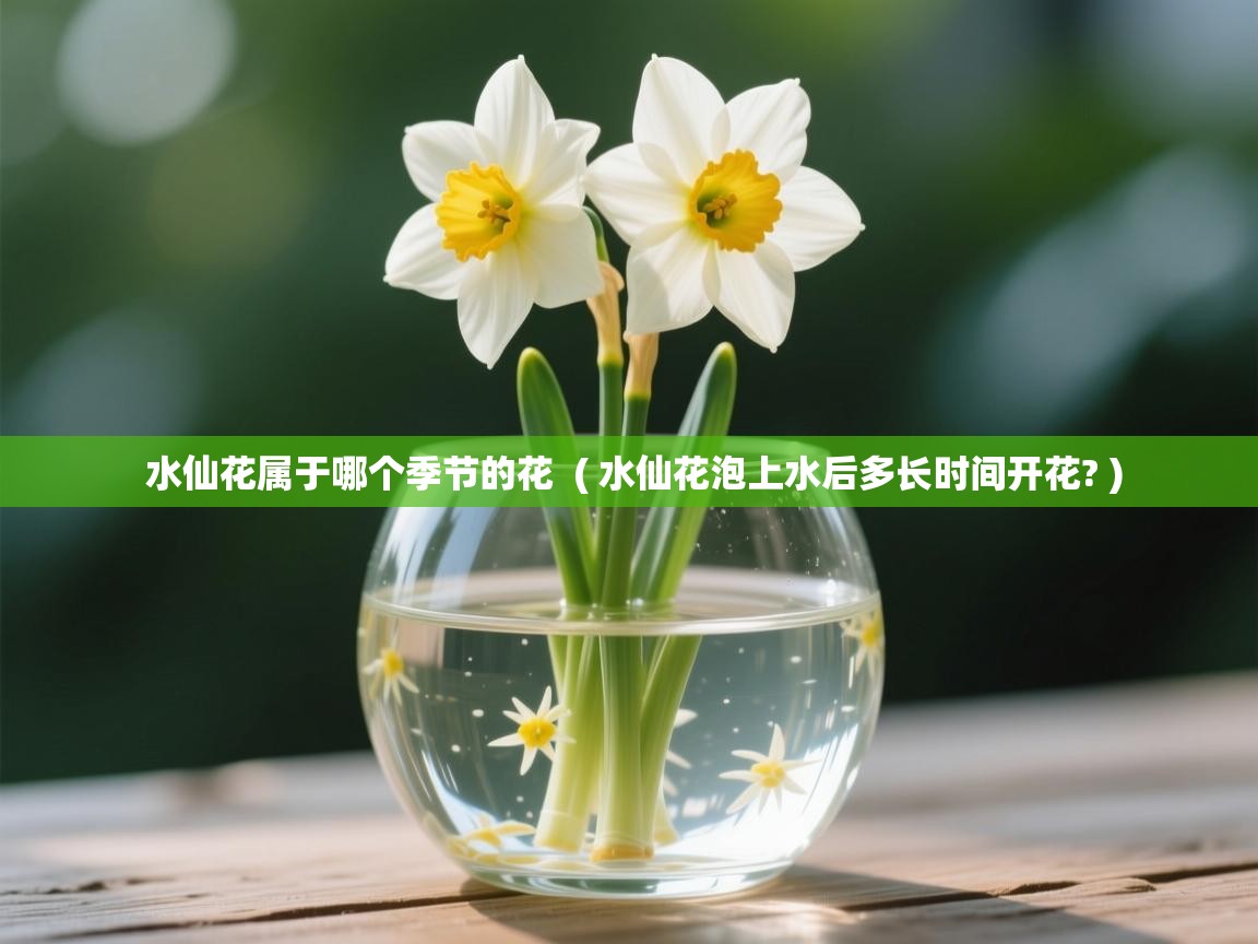  水仙花属于哪个季节的花  ( 水仙花泡上水后多长时间开花? )