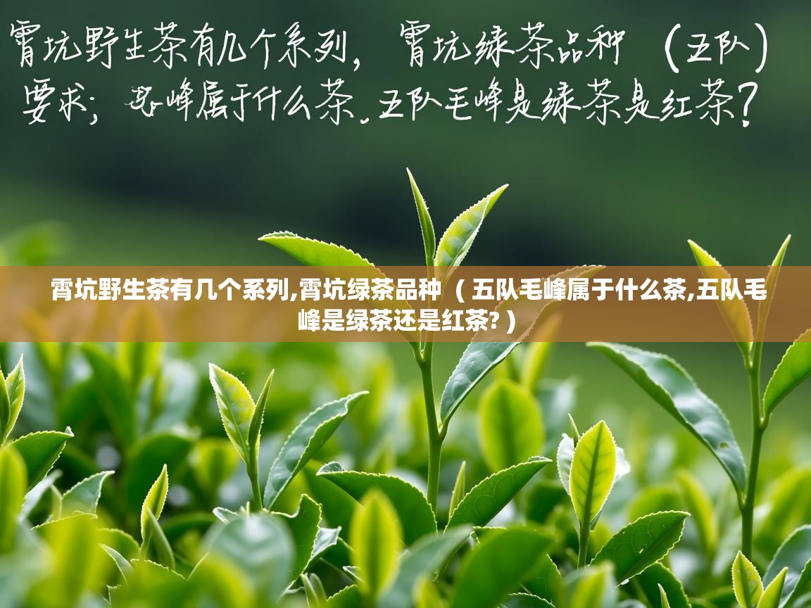  霄坑野生茶有几个系列,霄坑绿茶品种  ( 五队毛峰属于什么茶,五队毛峰是绿茶还是红茶? )