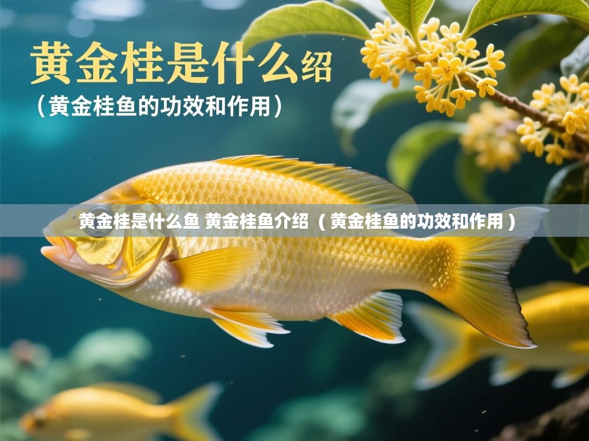  黄金桂是什么鱼 黄金桂鱼介绍  ( 黄金桂鱼的功效和作用 )