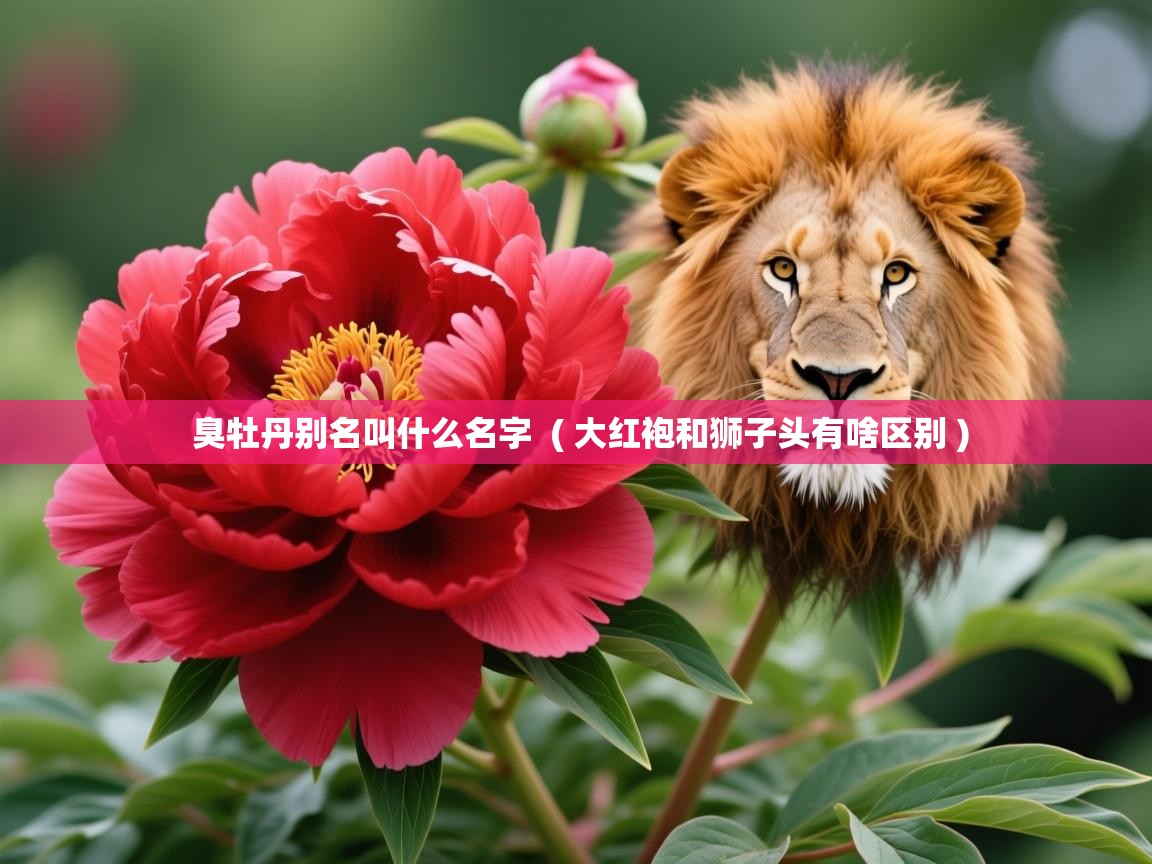  臭牡丹别名叫什么名字  ( 大红袍和狮子头有啥区别 )