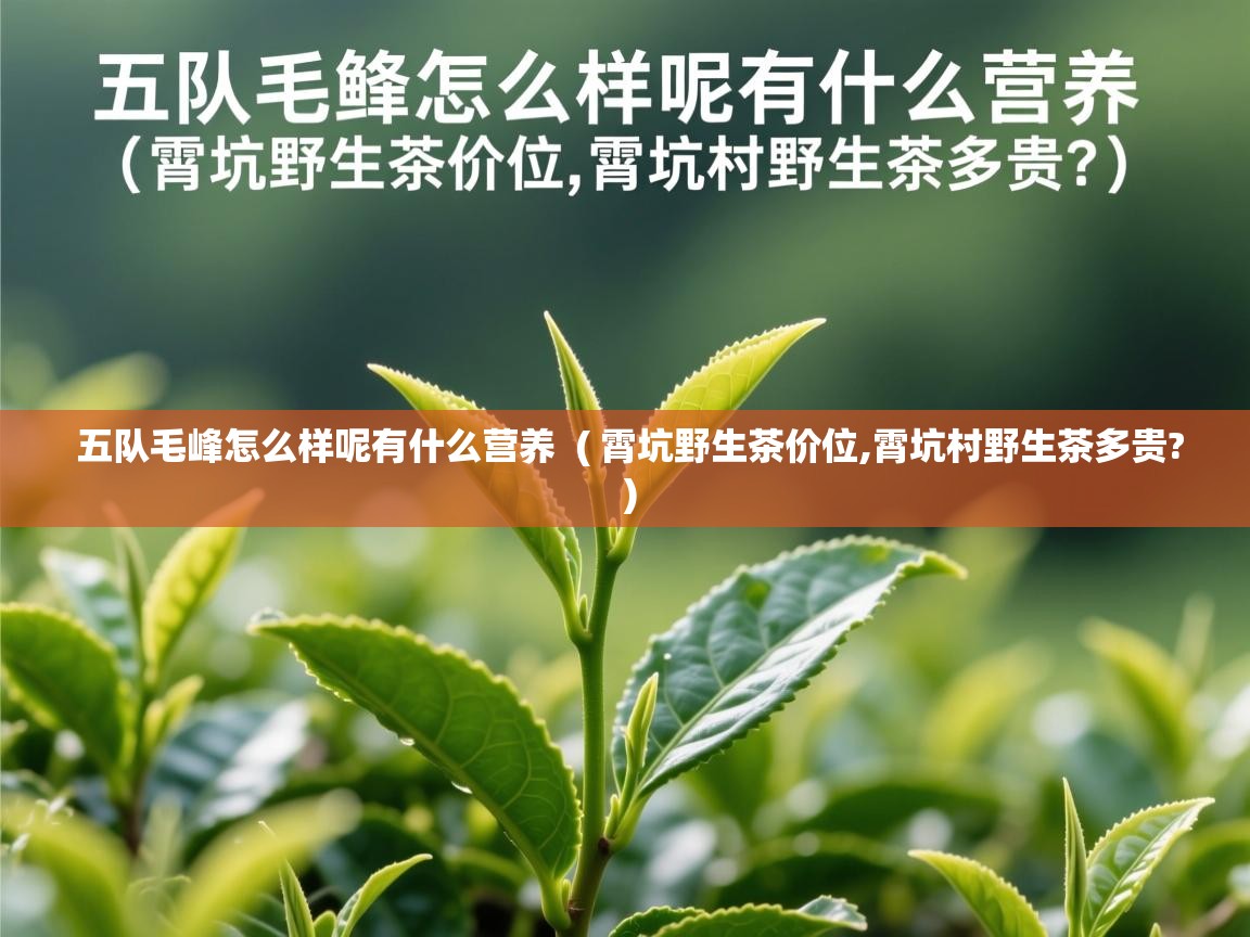  五队毛峰怎么样呢有什么营养  ( 霄坑野生茶价位,霄坑村野生茶多贵? )