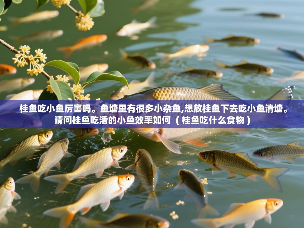  桂鱼吃小鱼厉害吗。鱼塘里有很多小杂鱼,想放桂鱼下去吃小鱼清塘。请问桂鱼吃活的小鱼效率如何  ( 桂鱼吃什么食物 )