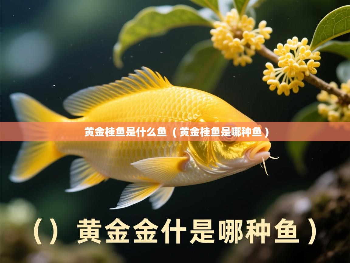  黄金桂鱼是什么鱼  ( 黄金桂鱼是哪种鱼 )