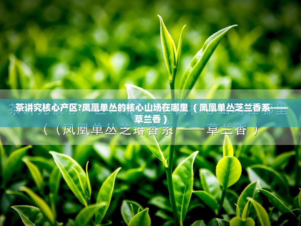  茶讲究核心产区?凤凰单丛的核心山场在哪里  ( 凤凰单丛芝兰香系——草兰香 )