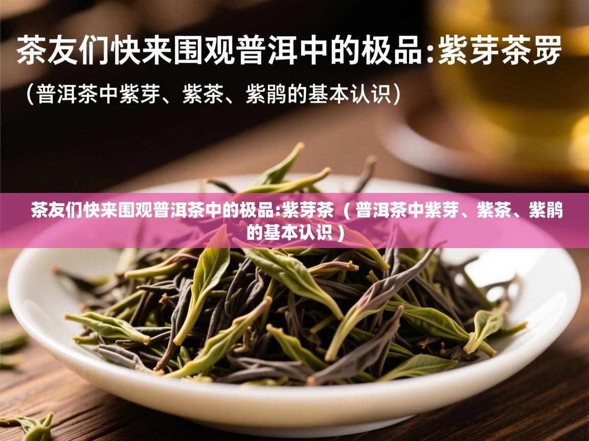  茶友们快来围观普洱茶中的极品:紫芽茶  ( 普洱茶中紫芽、紫茶、紫鹃的基本认识 )