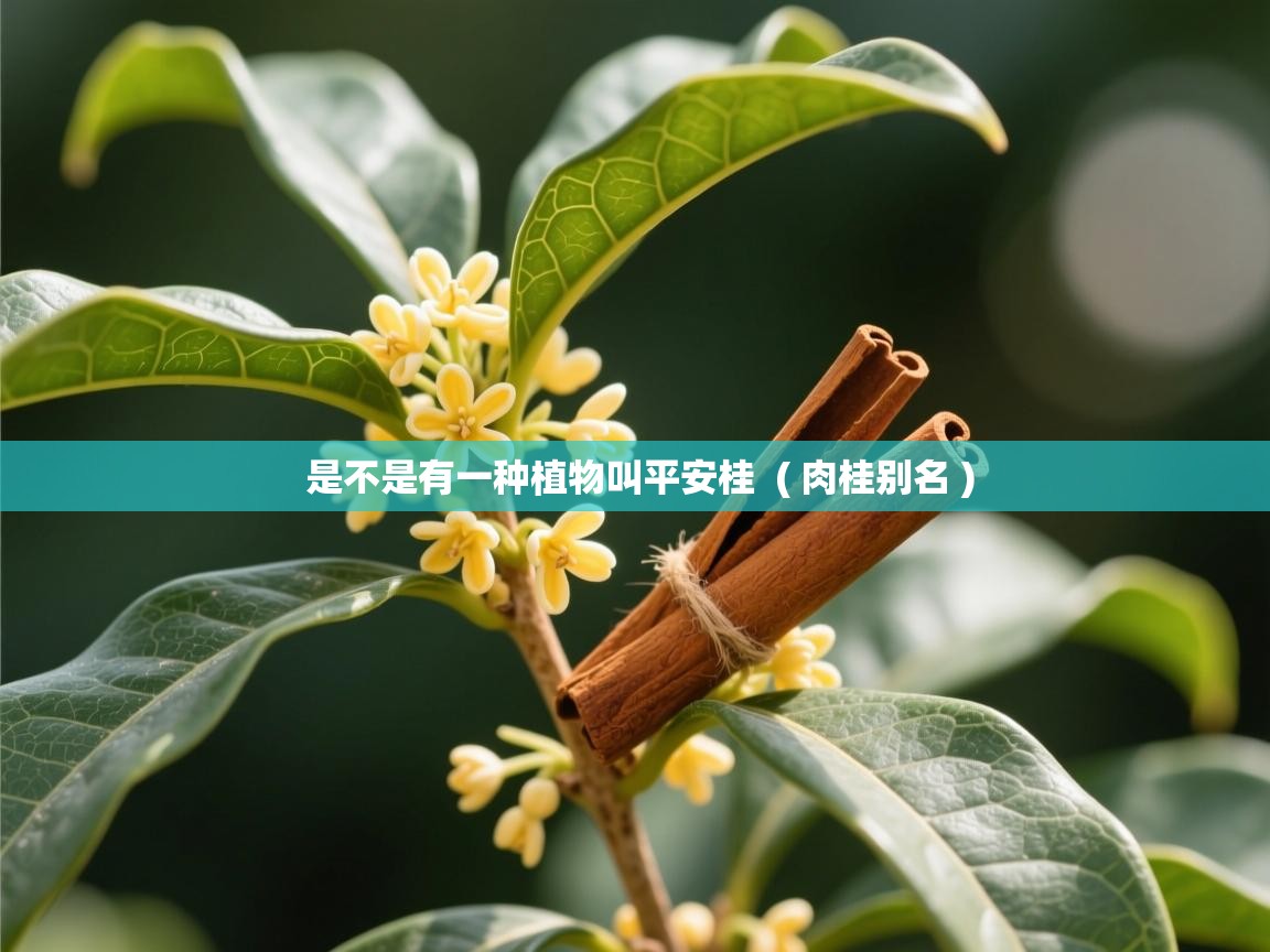  是不是有一种植物叫平安桂  ( 肉桂别名 )