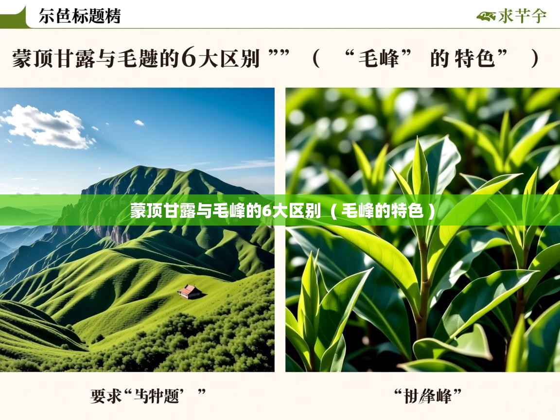  蒙顶甘露与毛峰的6大区别  ( 毛峰的特色 )