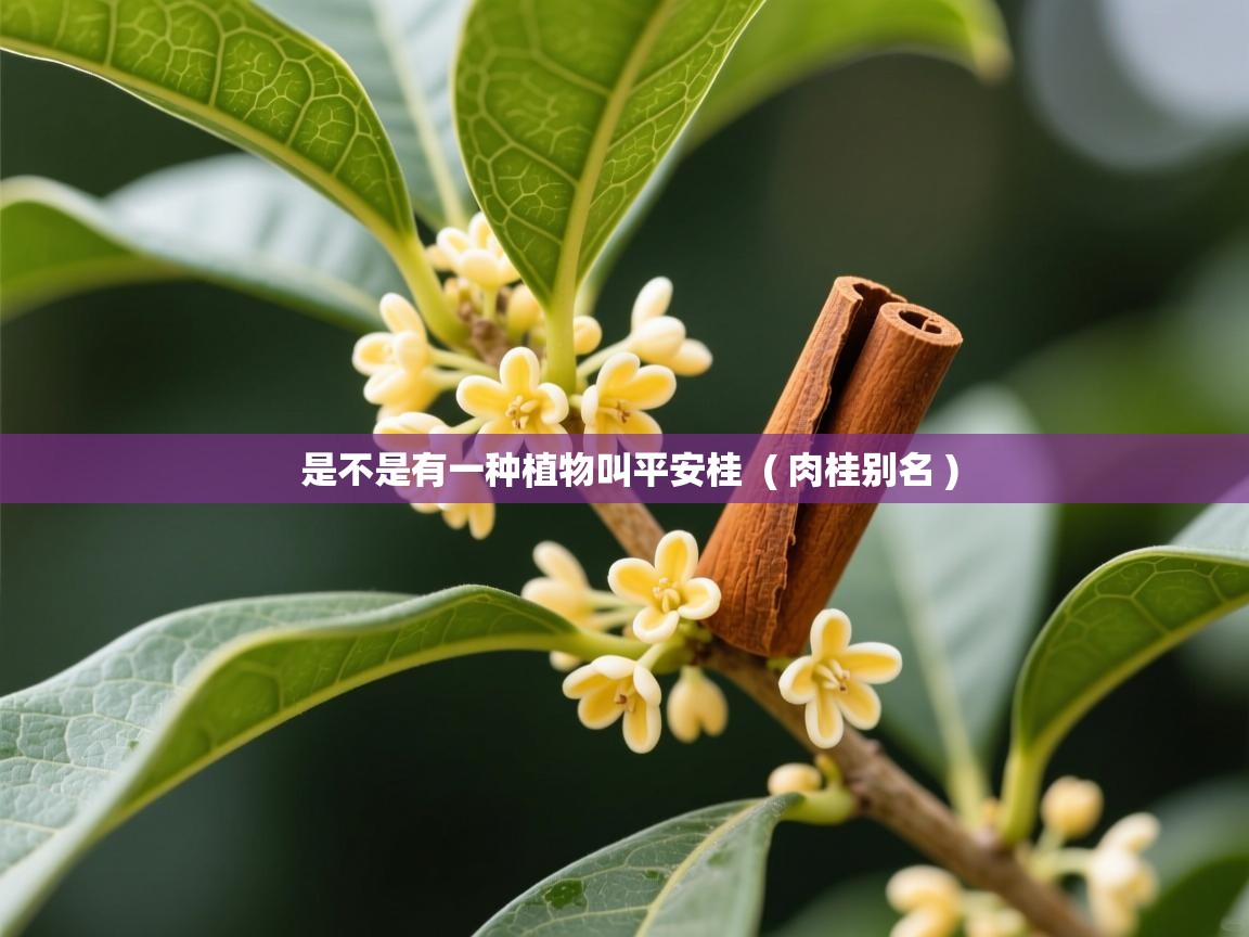  是不是有一种植物叫平安桂  ( 肉桂别名 )