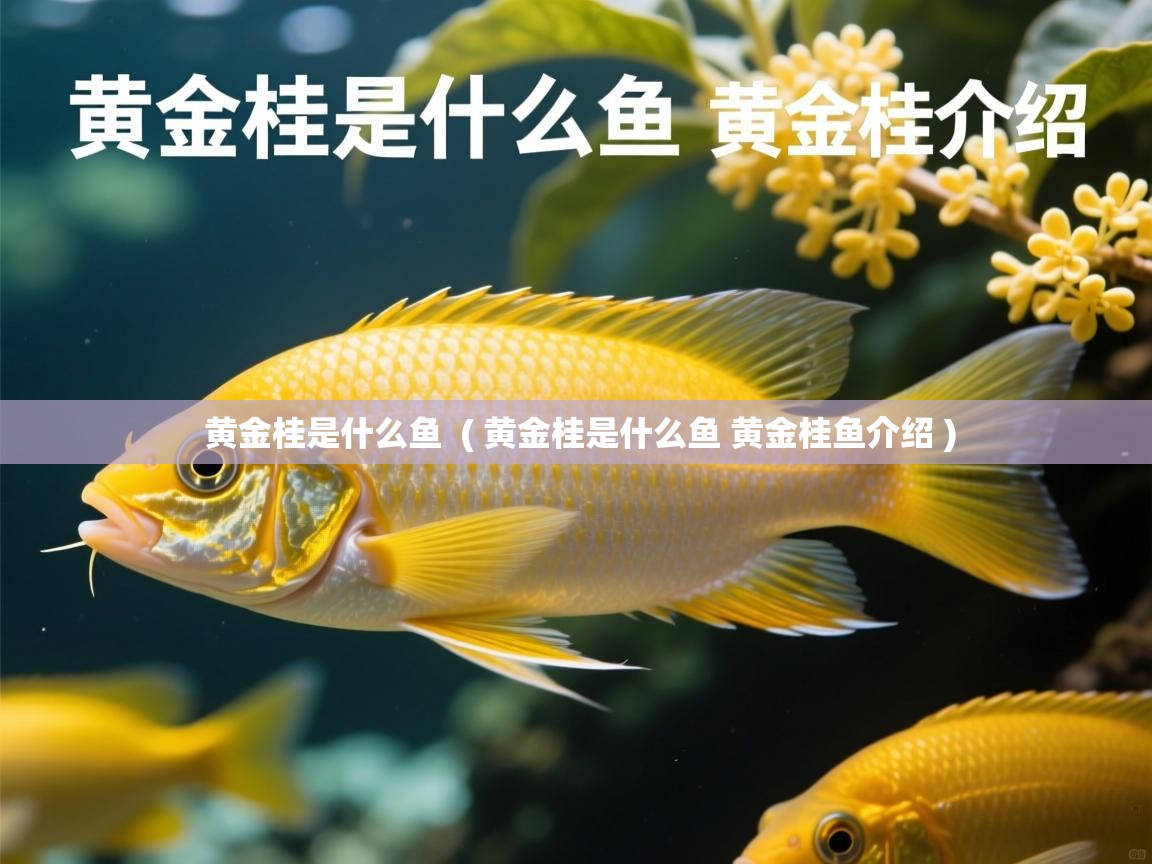 黄金桂是什么鱼  ( 黄金桂是什么鱼 黄金桂鱼介绍 )