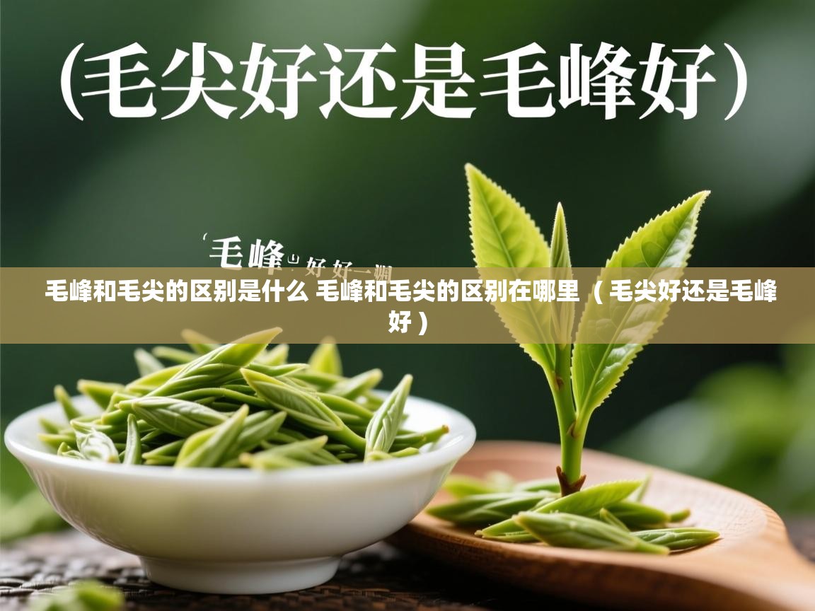  毛峰和毛尖的区别是什么 毛峰和毛尖的区别在哪里  ( 毛尖好还是毛峰好 )