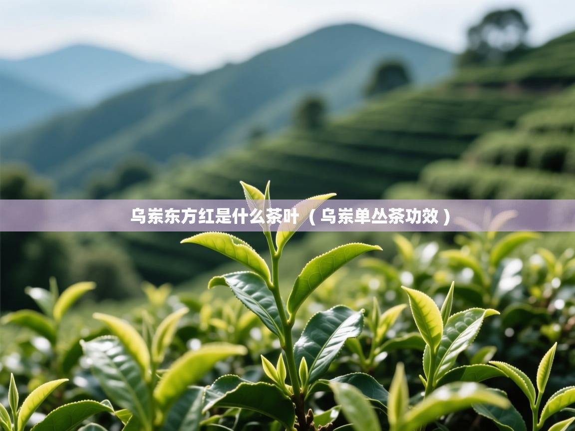  乌岽东方红是什么茶叶  ( 乌岽单丛茶功效 )