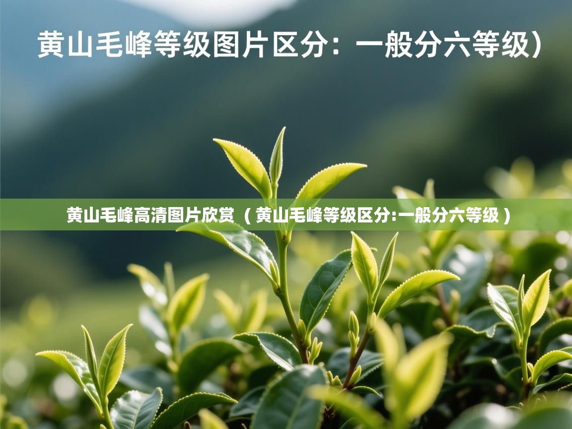  黄山毛峰高清图片欣赏  ( 黄山毛峰等级区分:一般分六等级 )