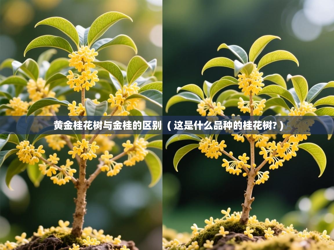  黄金桂花树与金桂的区别  ( 这是什么品种的桂花树? )
