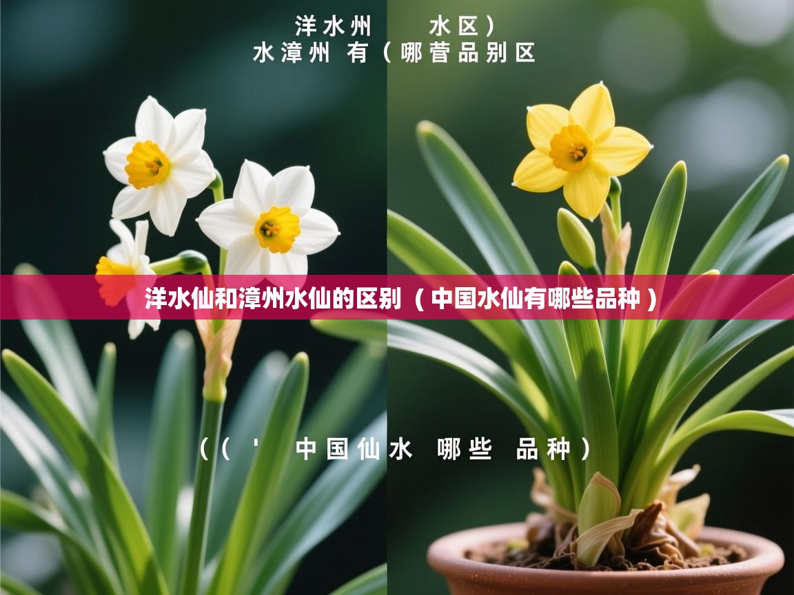  洋水仙和漳州水仙的区别  ( 中国水仙有哪些品种 )