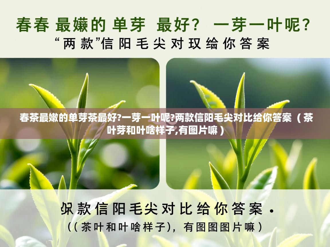  春茶最嫩的单芽茶最好?一芽一叶呢?两款信阳毛尖对比给你答案  ( 茶叶芽和叶啥样子,有图片嘛 )