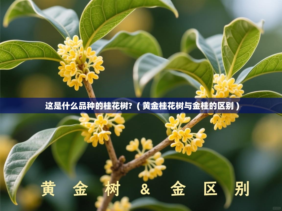  这是什么品种的桂花树?  ( 黄金桂花树与金桂的区别 )