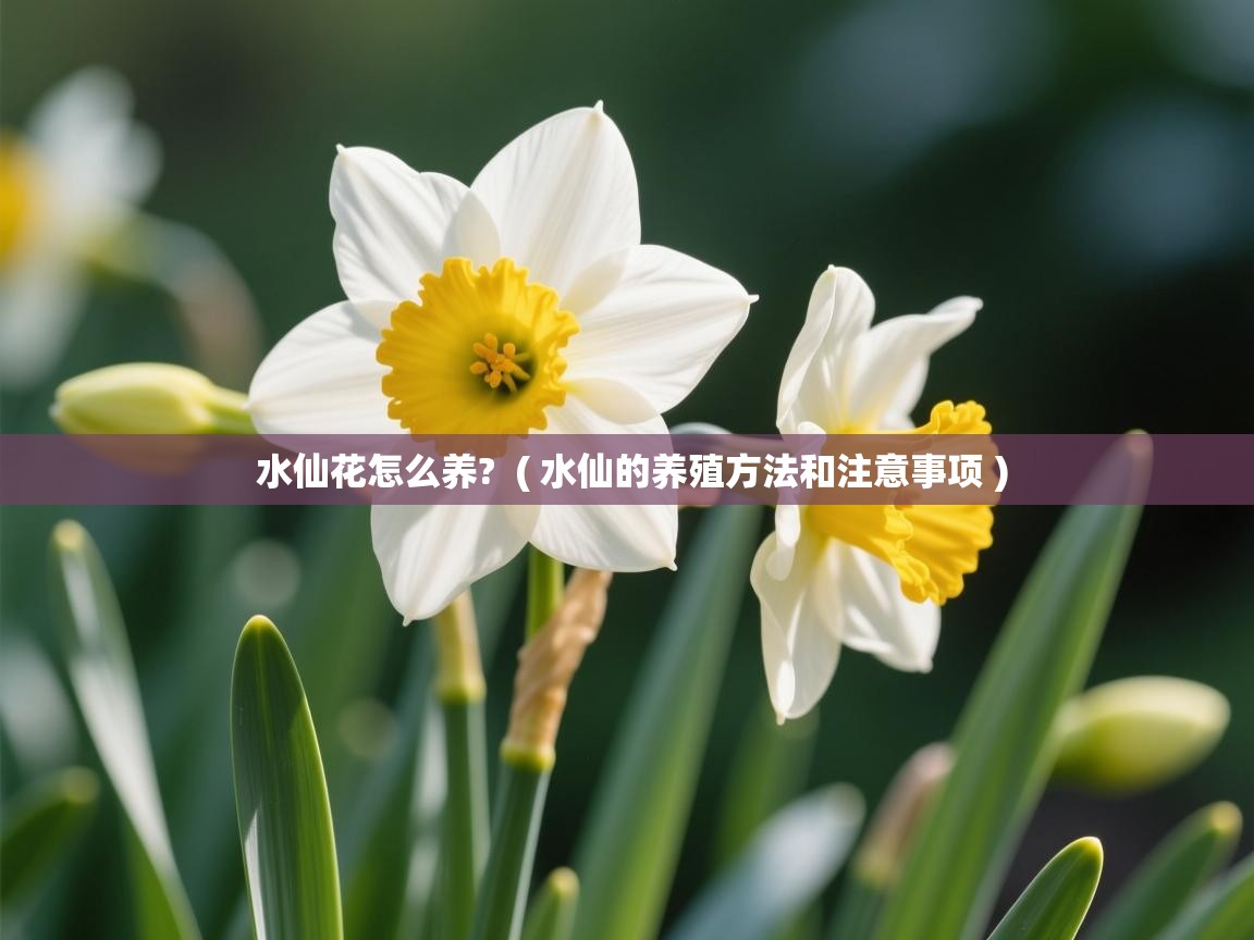  水仙花怎么养?  ( 水仙的养殖方法和注意事项 )