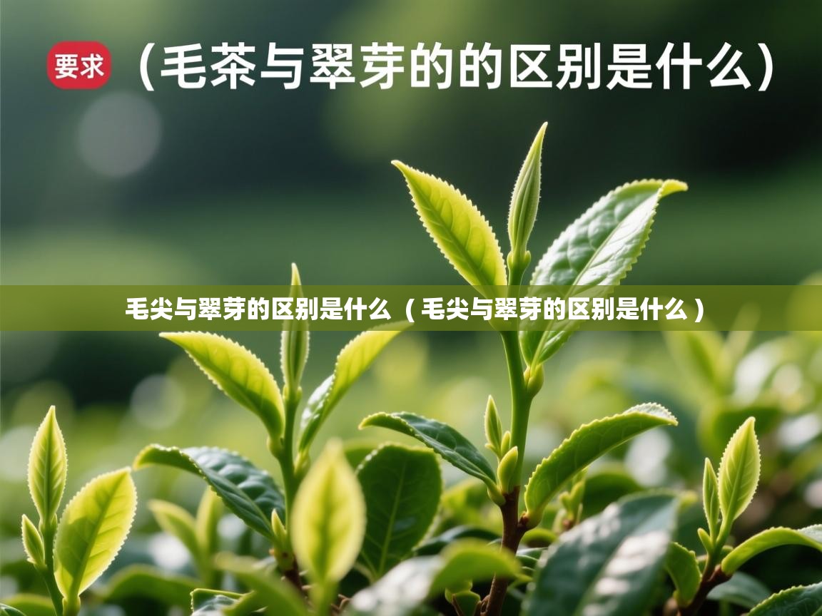  毛尖与翠芽的区别是什么  ( 毛尖与翠芽的区别是什么 )