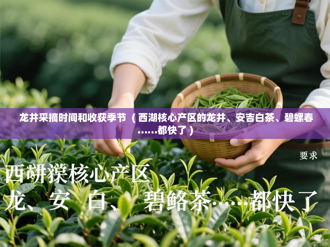  龙井采摘时间和收获季节  ( 西湖核心产区的龙井、安吉白茶、碧螺春……都快了 )