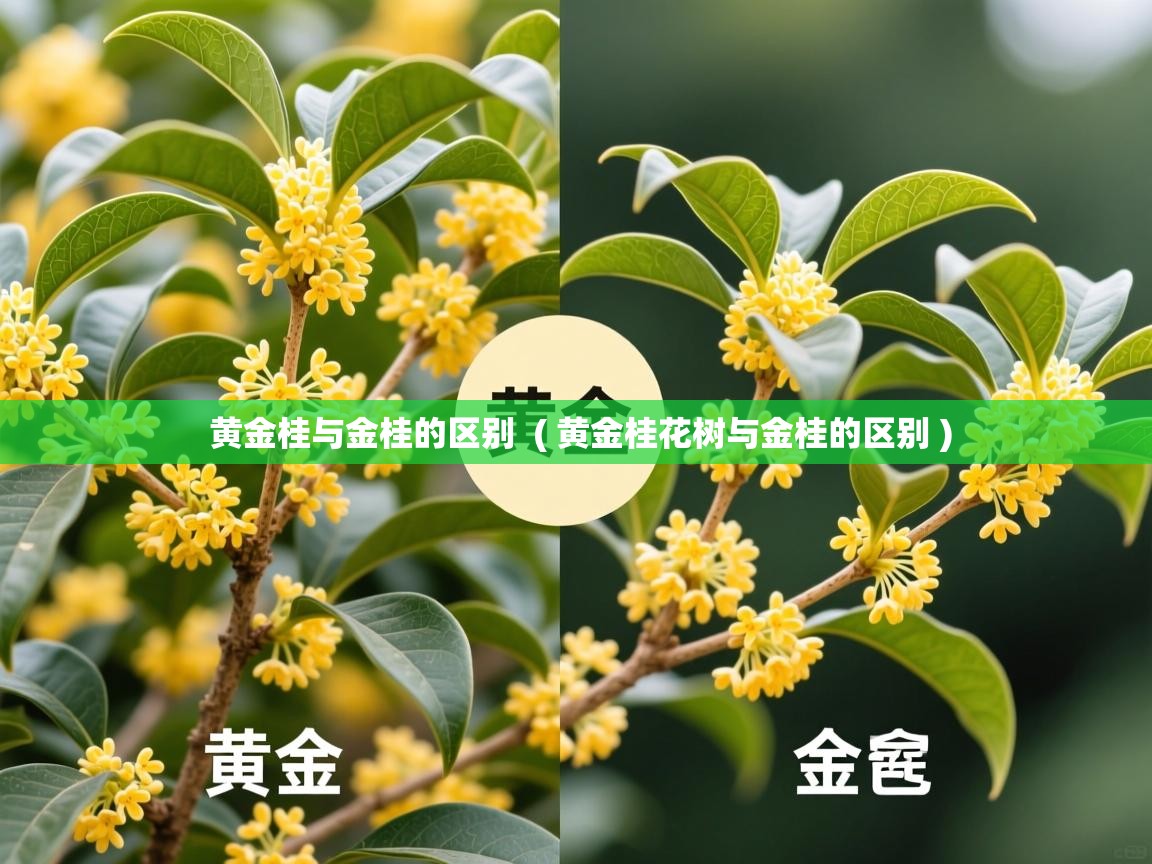 黄金桂与金桂的区别  ( 黄金桂花树与金桂的区别 )