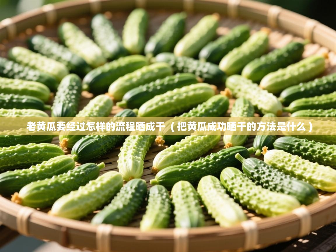  老黄瓜要经过怎样的流程晒成干  ( 把黄瓜成功晒干的方法是什么 )