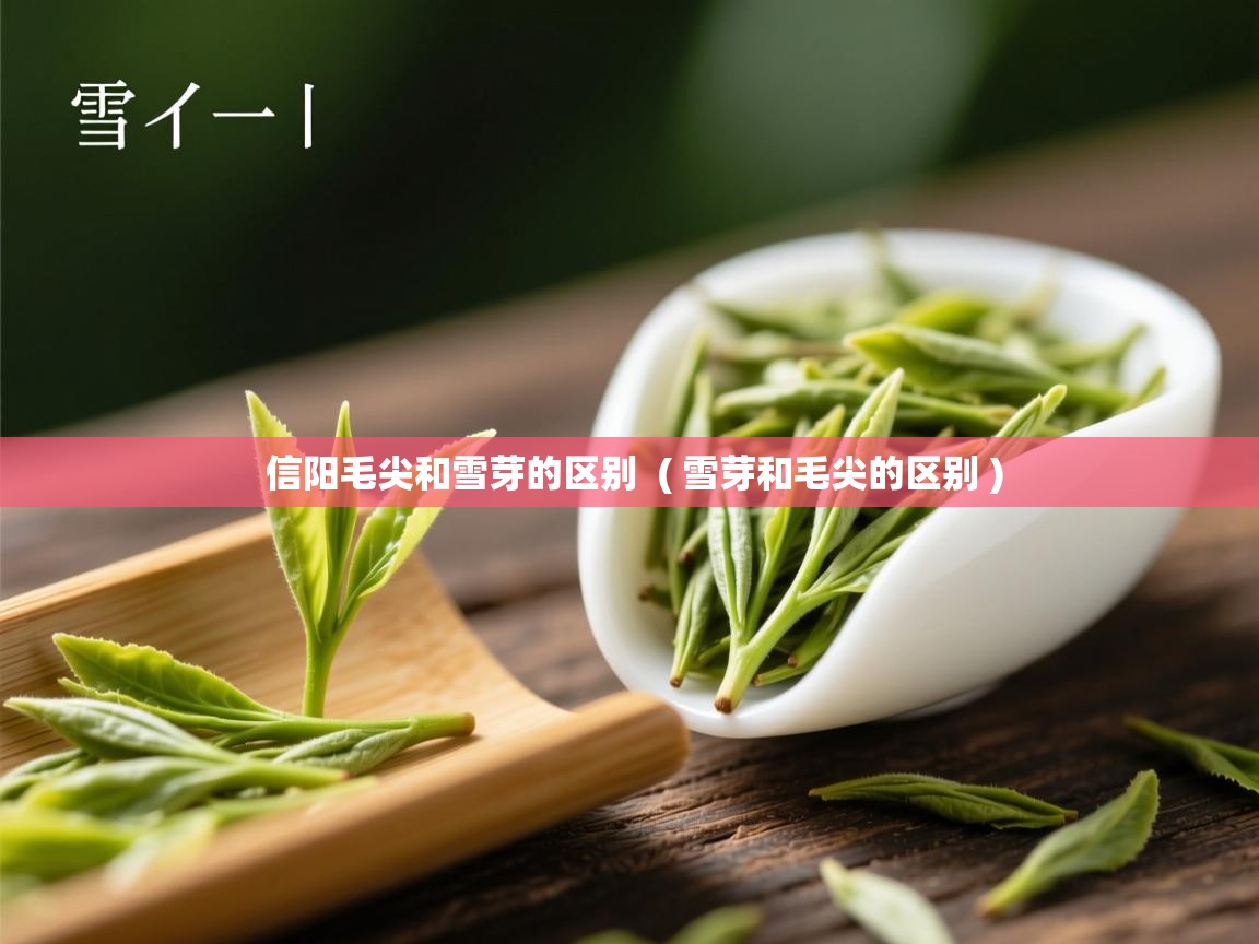  信阳毛尖和雪芽的区别  ( 雪芽和毛尖的区别 )