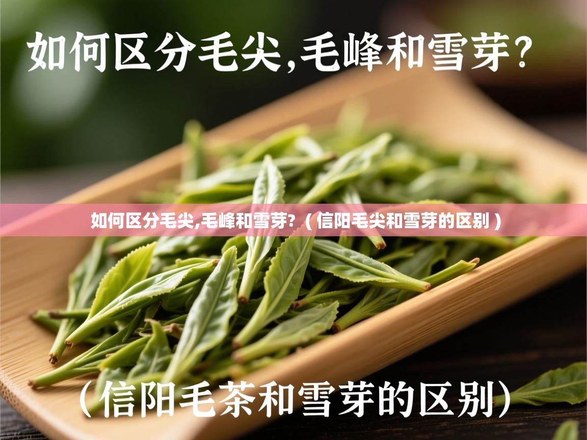  如何区分毛尖,毛峰和雪芽?  ( 信阳毛尖和雪芽的区别 )
