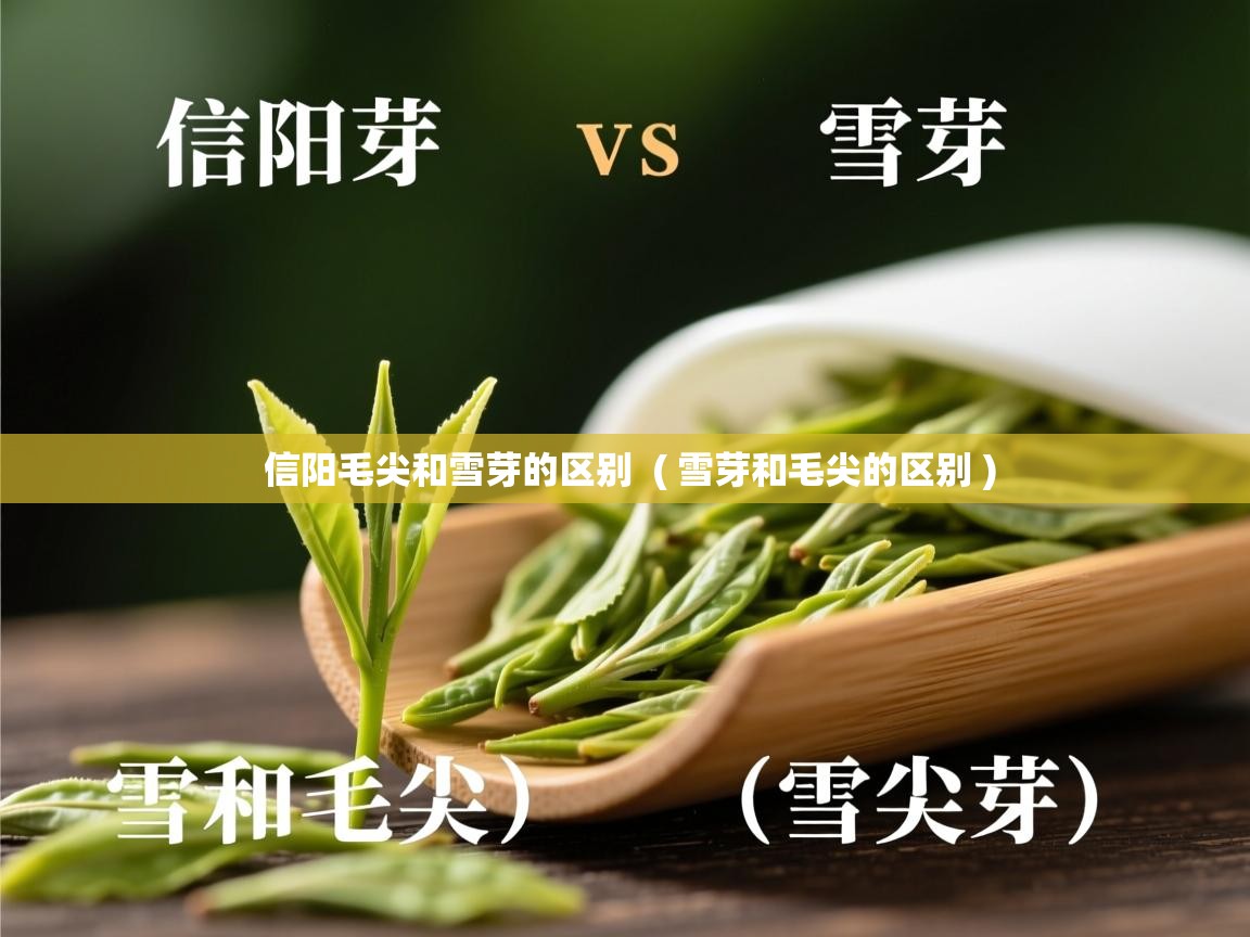  信阳毛尖和雪芽的区别  ( 雪芽和毛尖的区别 )