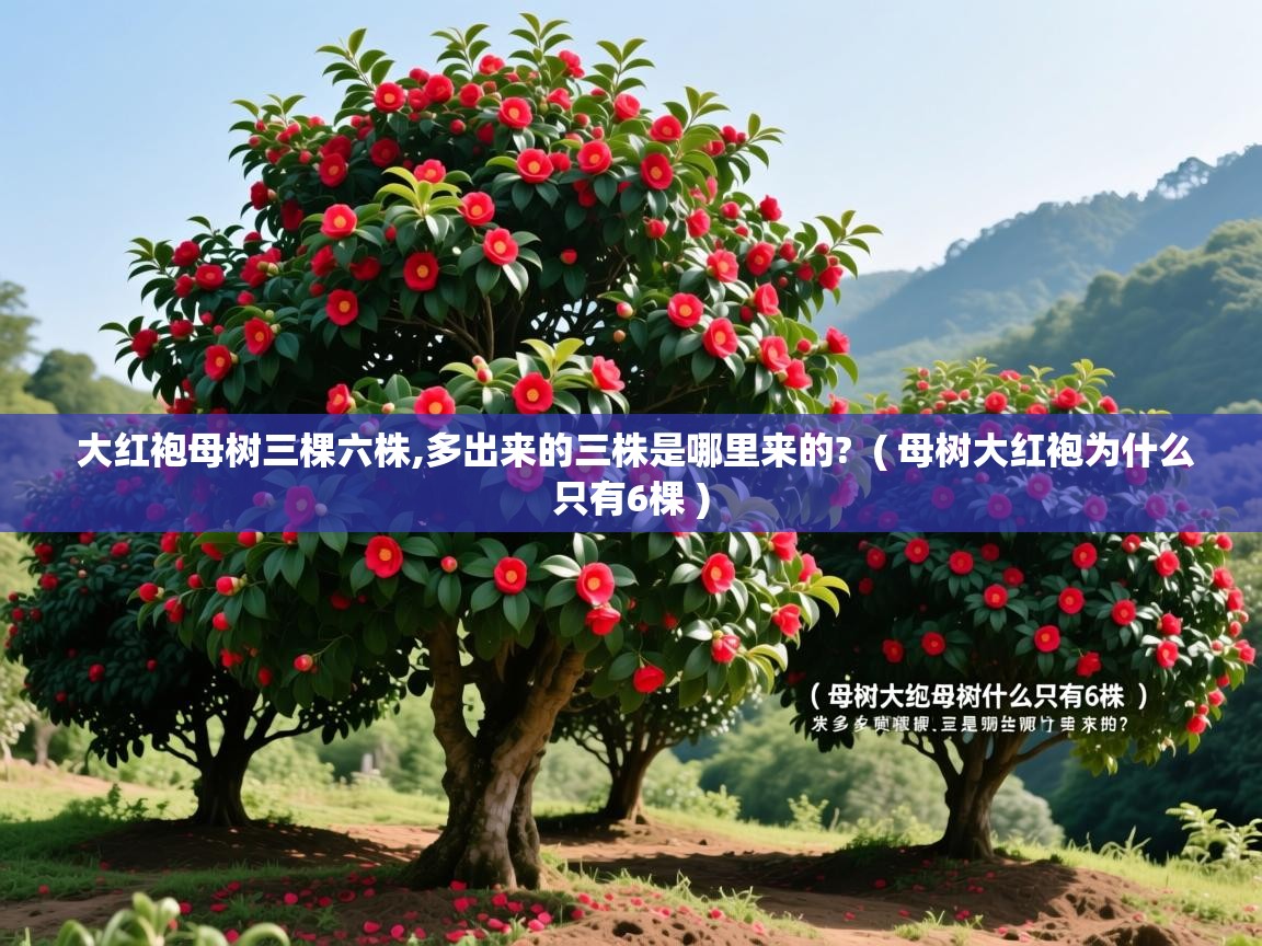 大红袍母树三棵六株,多出来的三株是哪里来的?  ( 母树大红袍为什么只有6棵 )