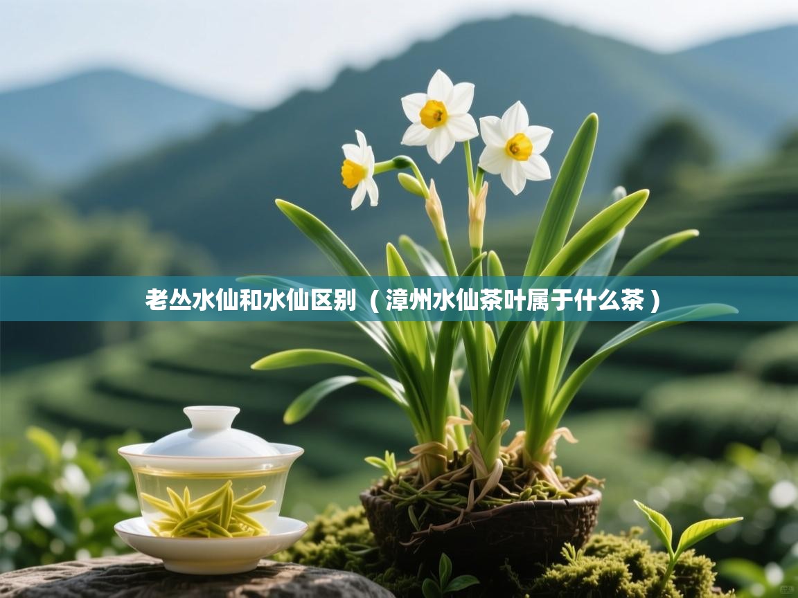  老丛水仙和水仙区别  ( 漳州水仙茶叶属于什么茶 )